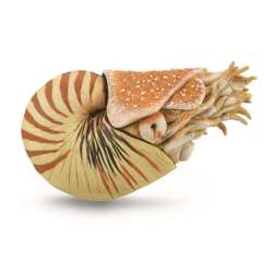 CollectA 88907 Nautilus pompilius  rozmiar: XL (004-88907) - 1